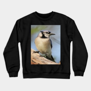 Blue Jay Side Pose Crewneck Sweatshirt